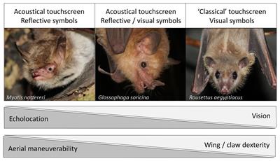 Do Bats Have the Necessary Prerequisites for Symbolic Communication?